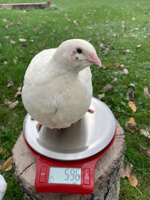 Jumbo White Coturnix Quail