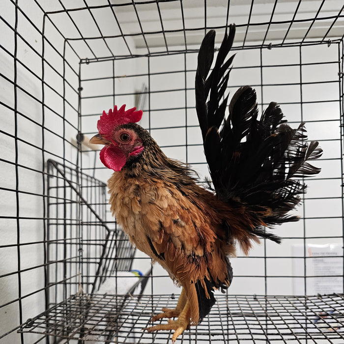 Serama, rare breed