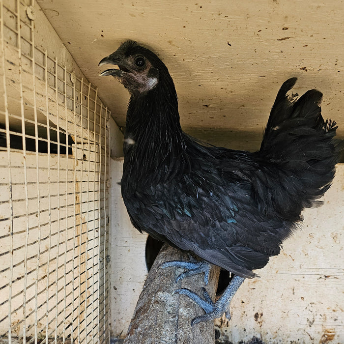 Ayam Cemani, rare breed