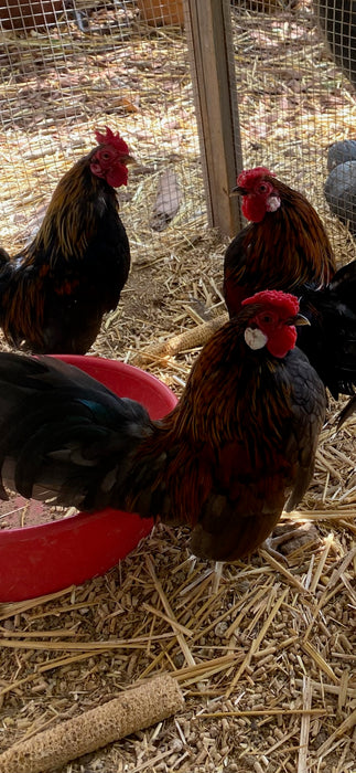 Flock Protection