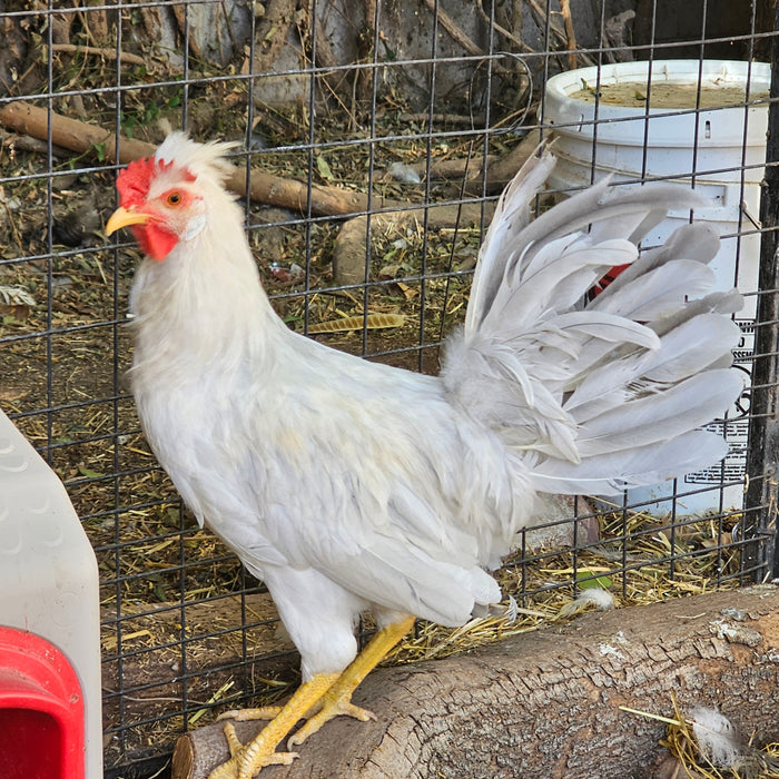 Flock Protection