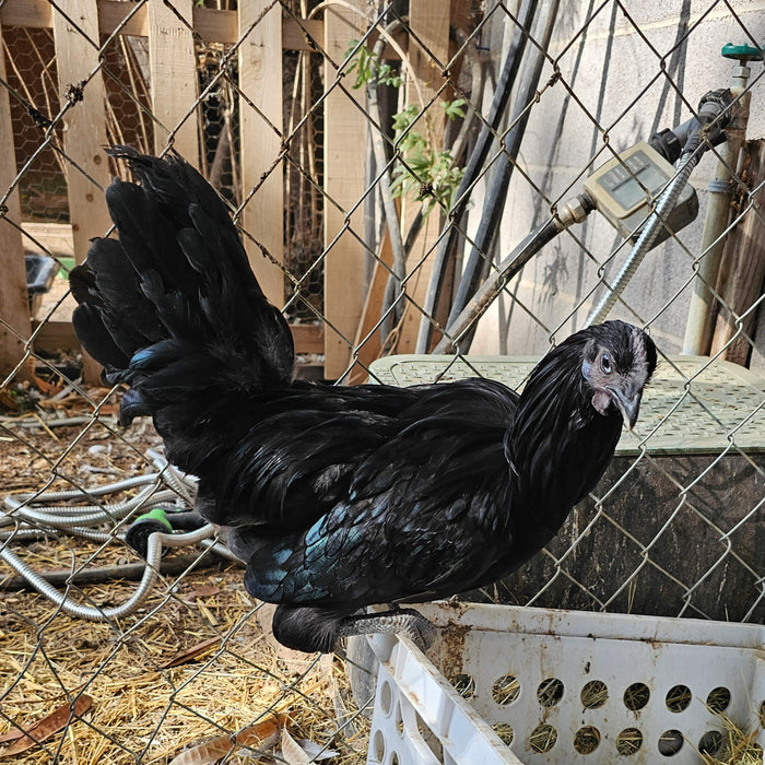 Flock Protection