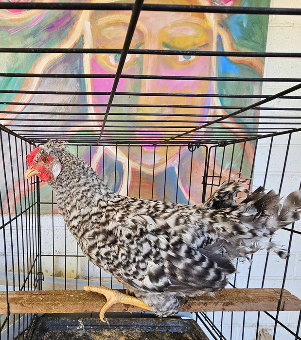 Cockerels & Roosters