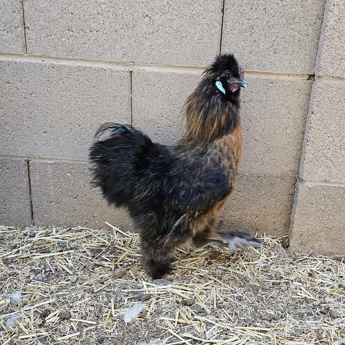 Cockerels & Roosters