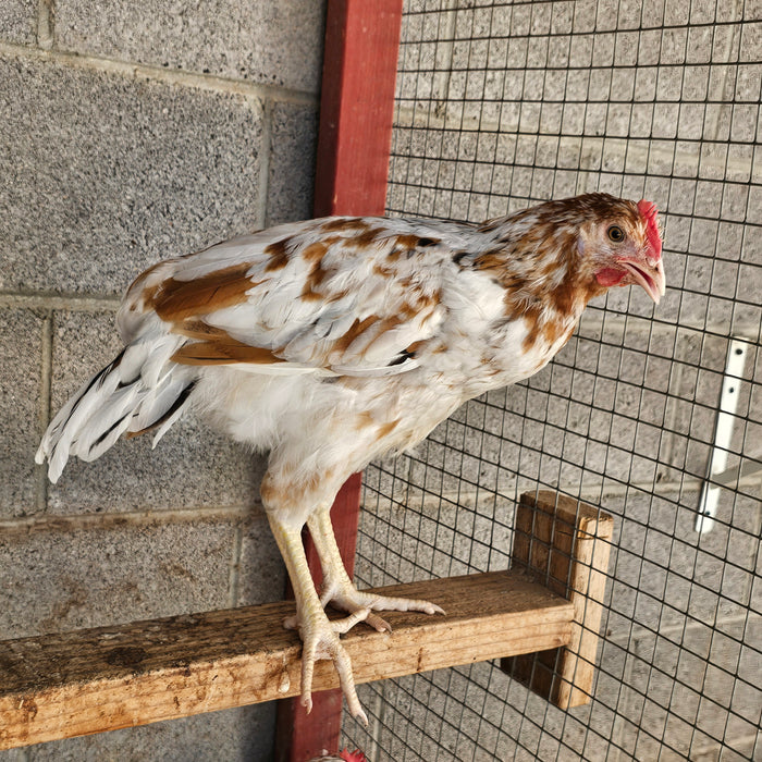 Flock Protection