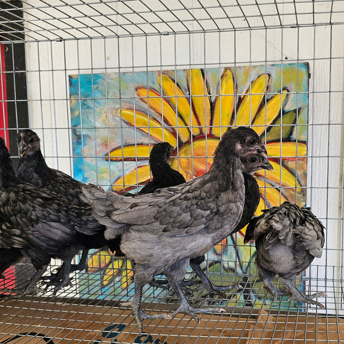 Started Birds