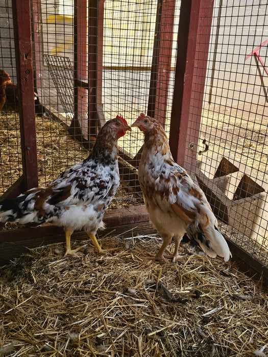 Instant Flock