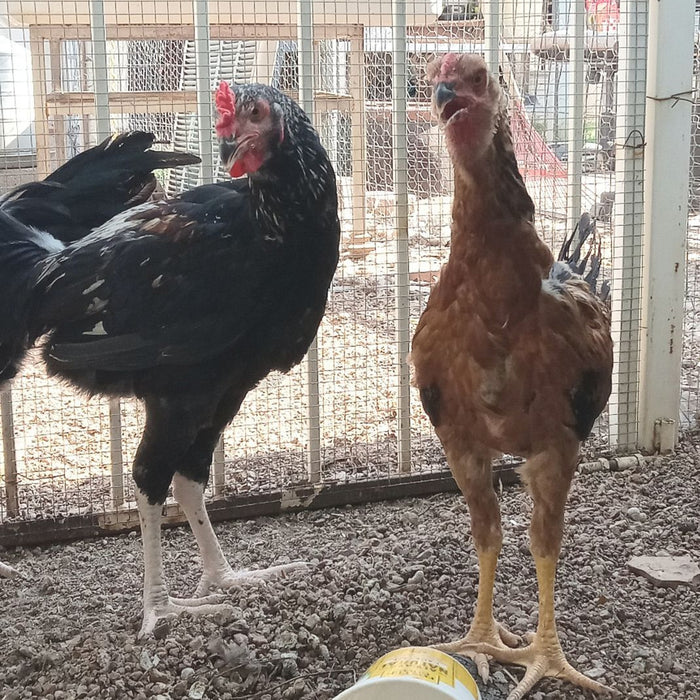 Indio Gigante Rooster Inspire Farms