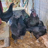 Ayam Cemani, rare breed