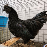 Ayam Cemani, rare breed