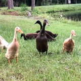 Runner Ducks