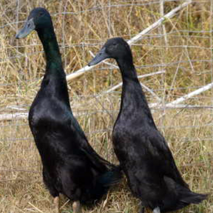 Runner Ducks