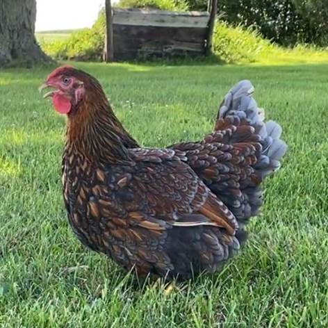 Blue Laced Gold Wyandotte