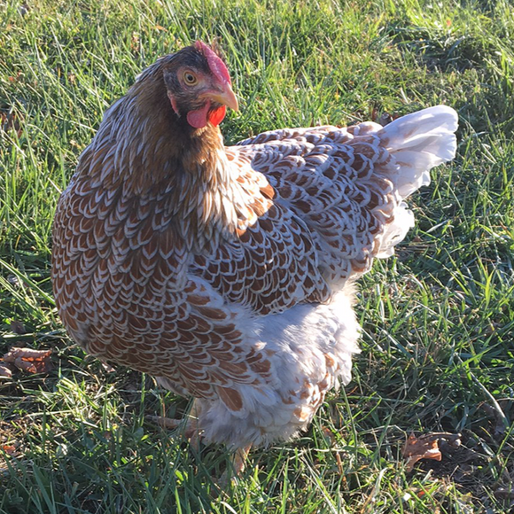 Blue Laced Red Wyandotte