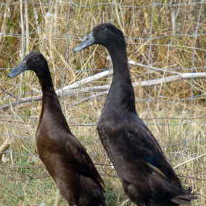 Runner Ducks