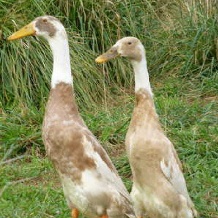 Runner Ducks