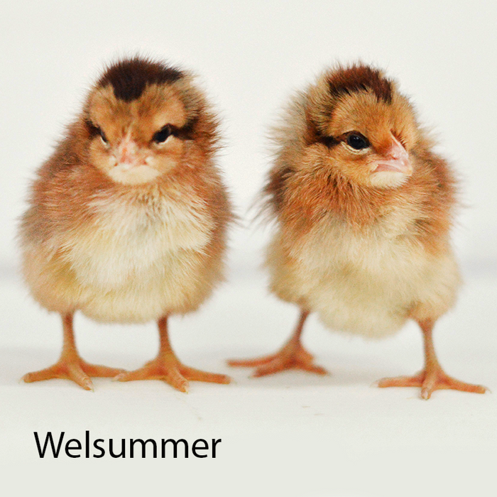 Welsummer