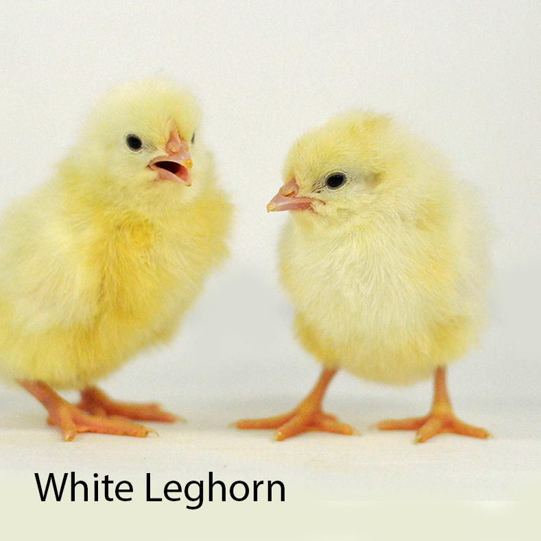 White Leghorn Inspire Farms white-leghorn-inspire-farms