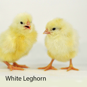 White Leghorn