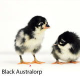 Black Australorp