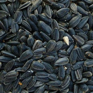 Modesto Milling Black Oil Sunflower Seeds