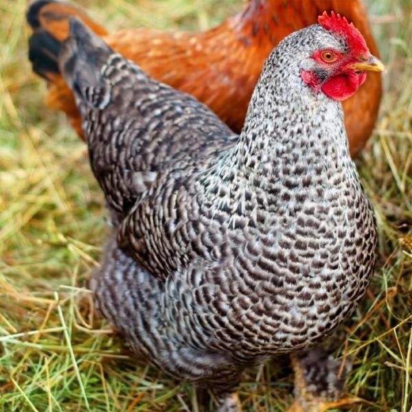 French Maran