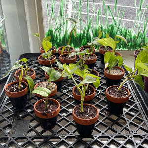 Tiny Pothos Plants in 3 Inch Terracotta Pot