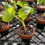 Tiny Pothos Plants in 3 Inch Terracotta Pot