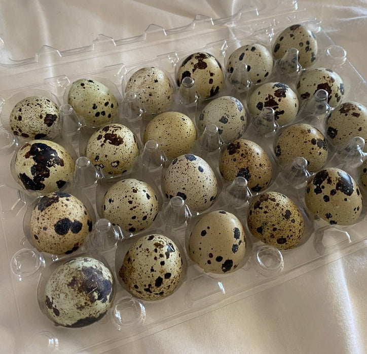 Quail Eggs 1 doz