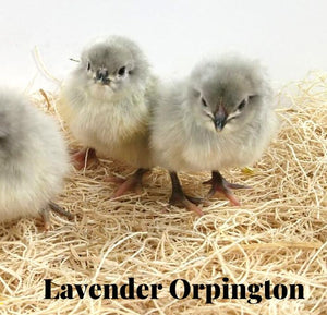 Lavender Orpington, rare breed