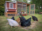 OverEZ Chicken Medium Chicken Coop, Up to 10 Chickens