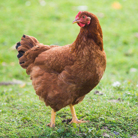 Rhode Island Red